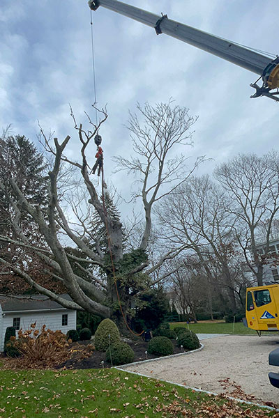 Services - Lamontagne Landscaping & Tree Services