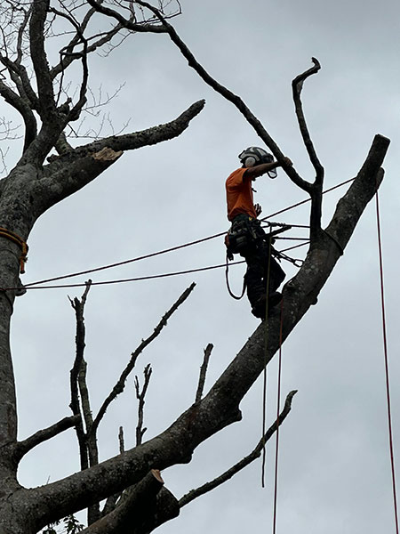 Tree prunning