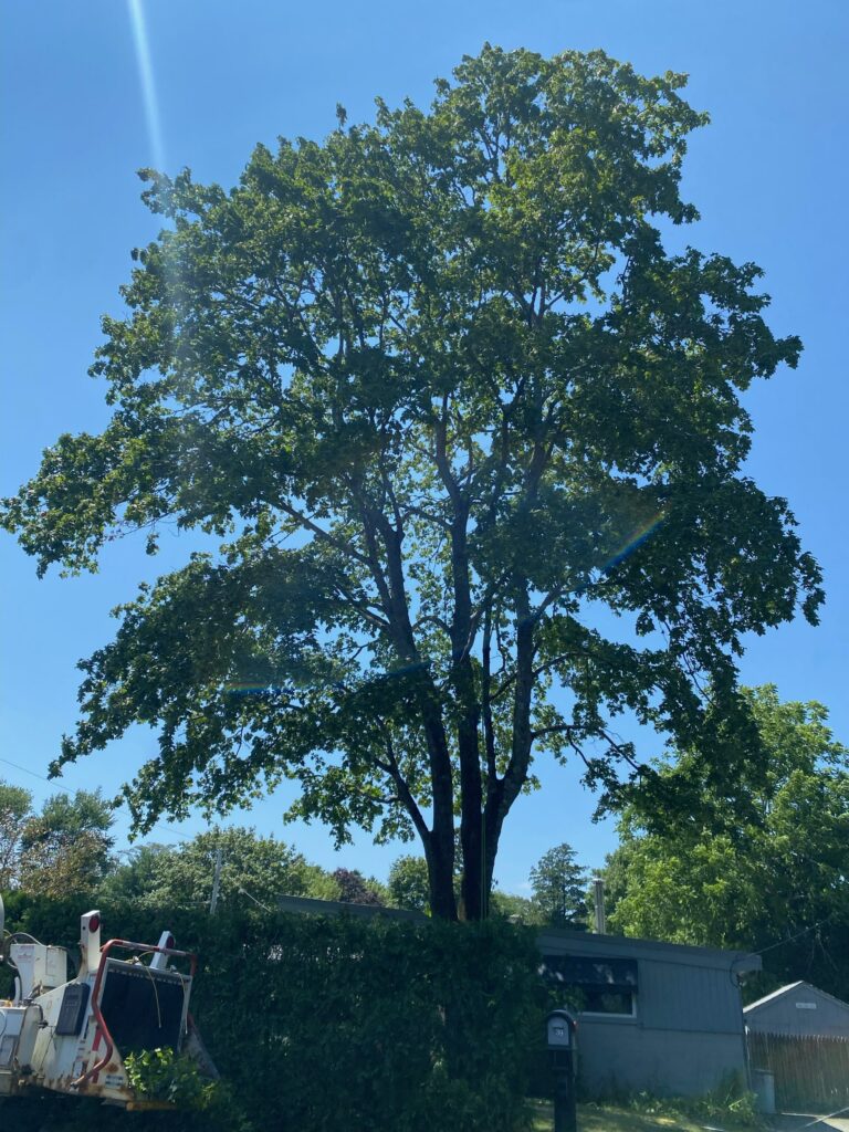 Tree trimming by Lamontagne Landscaping and Tree Services