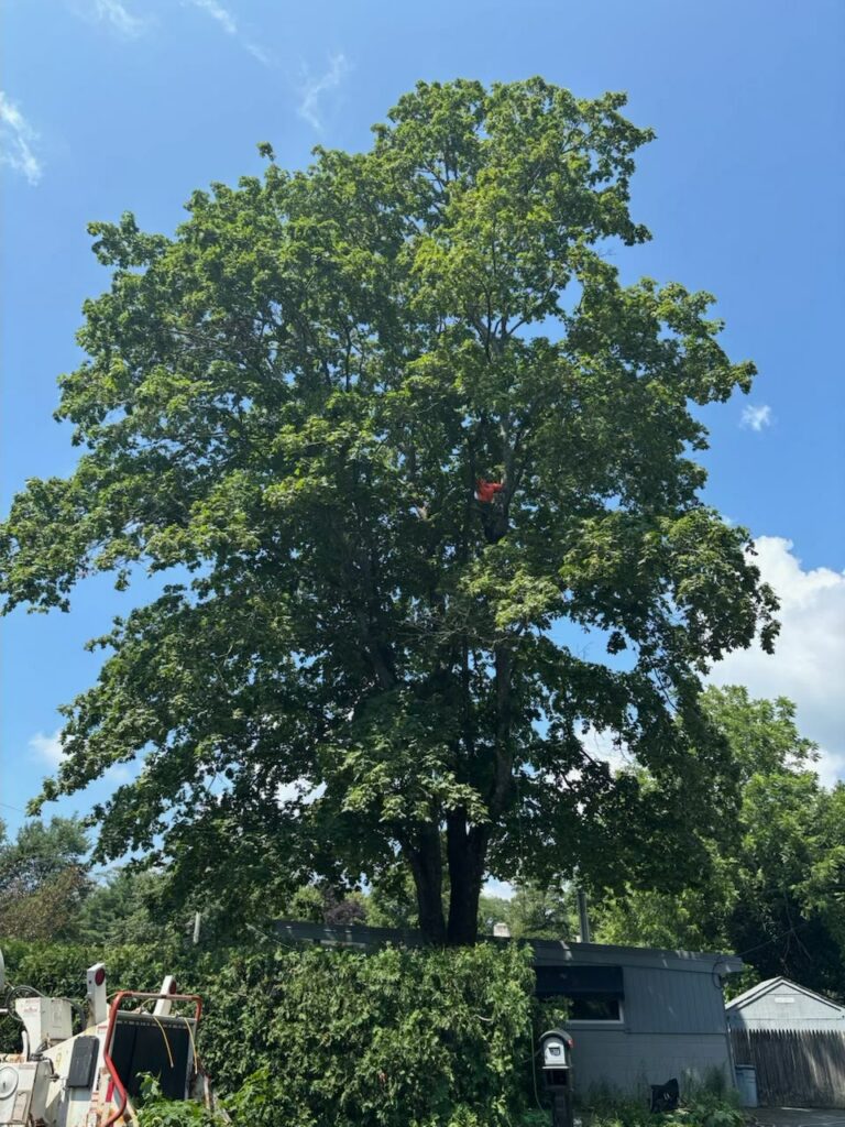 Tree trimming by Lamontagne Landscaping and Tree Services